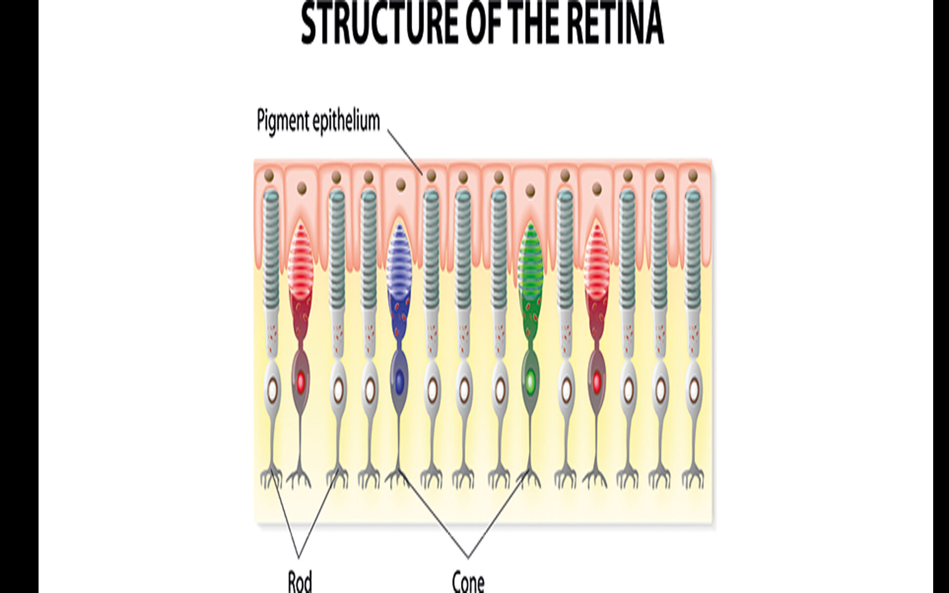 Retina